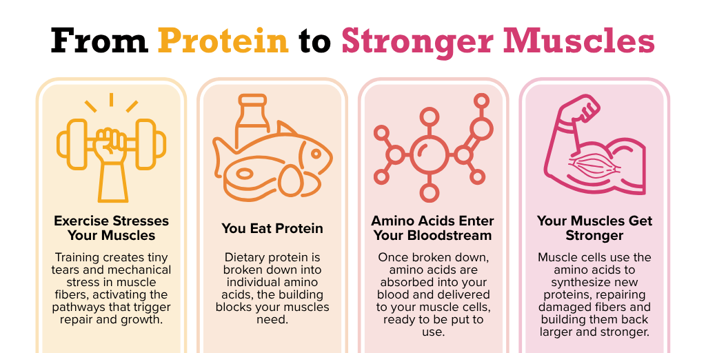 Protein remodeling process graphic