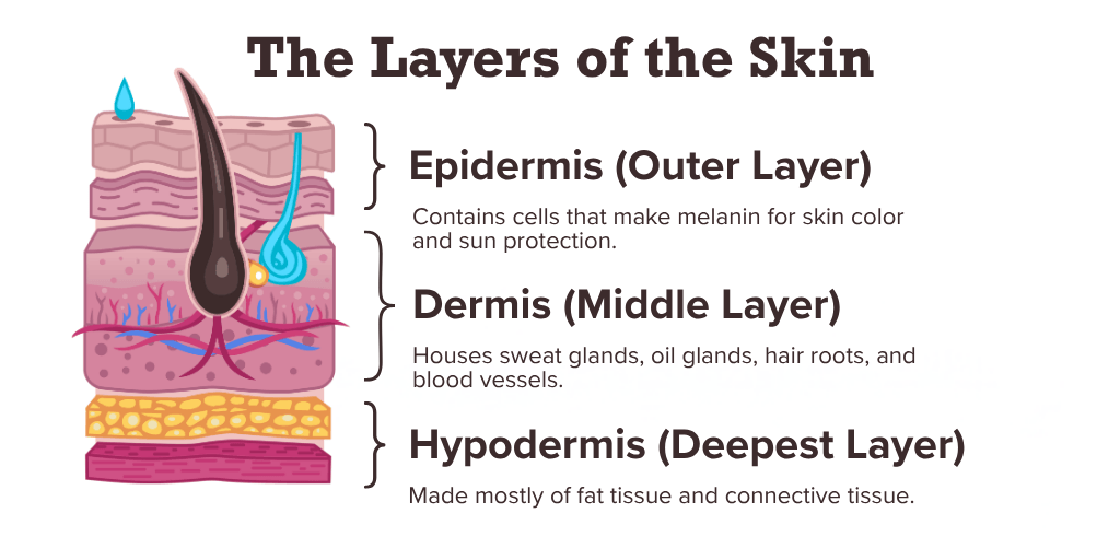 The three layers of the skin.