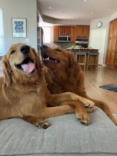 Dr. Tutt's two golden retrievers