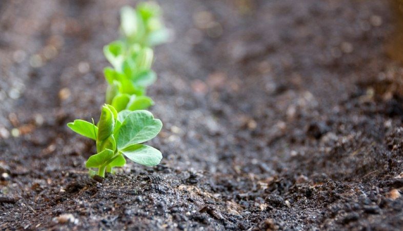 small green plan just starting to grow in soil