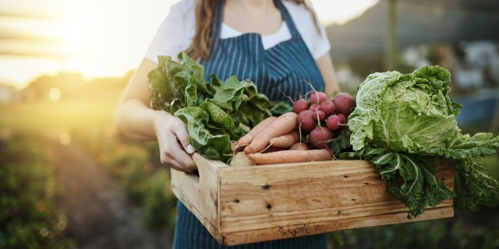 Woman picking autumn vegetables