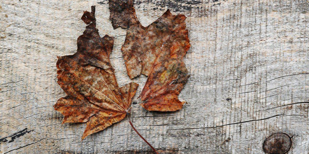 twopart-autumn-leaf-on-a-wooden-background-picture-id1043908970-instagram